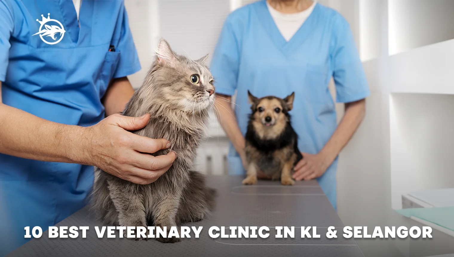 10 Best Popular Veterinary Clinics in KL & Selangor for 2024 (Honest Review)