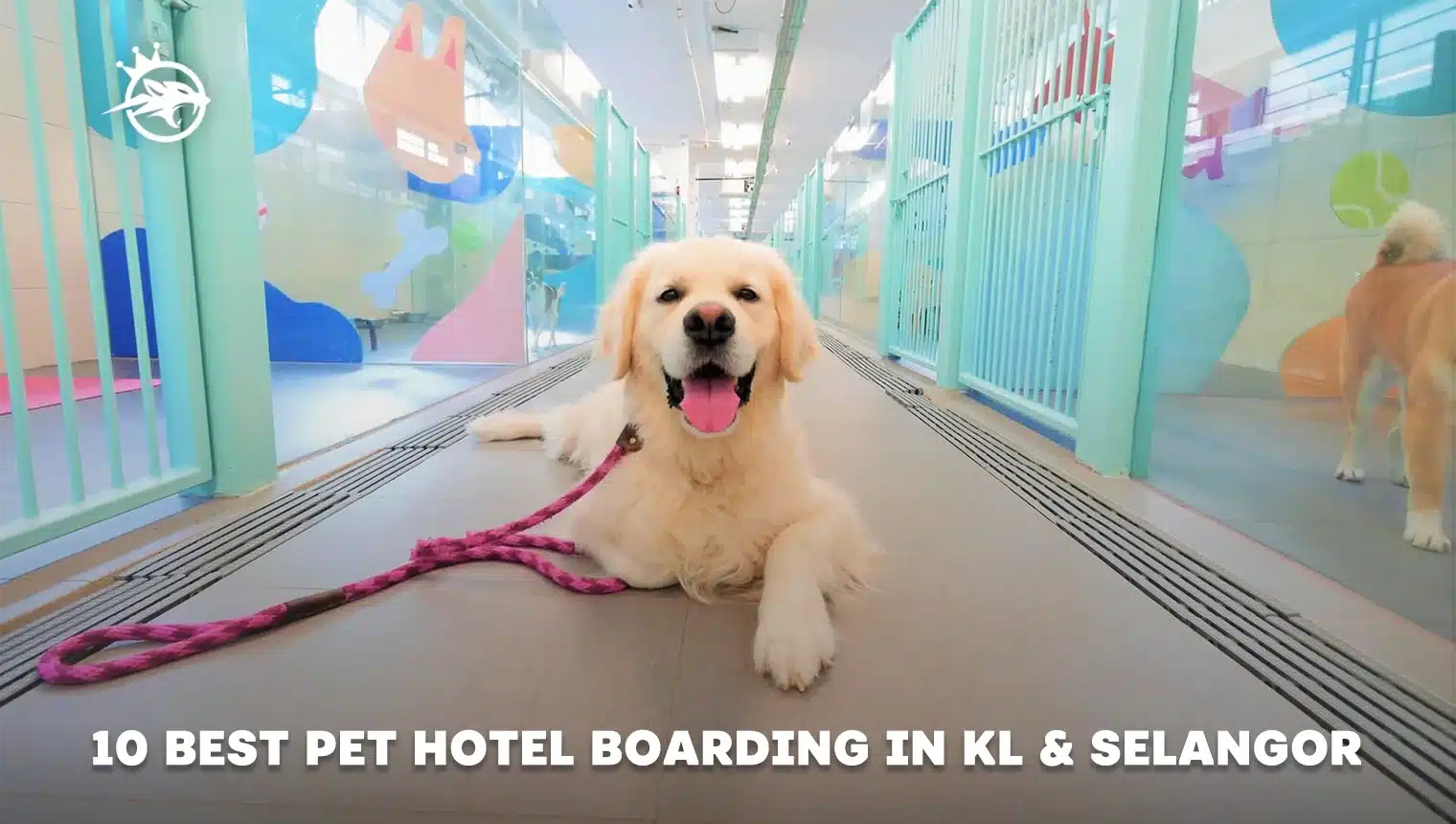 10 Best Pet Hotel Boarding in KL & Selangor 2024