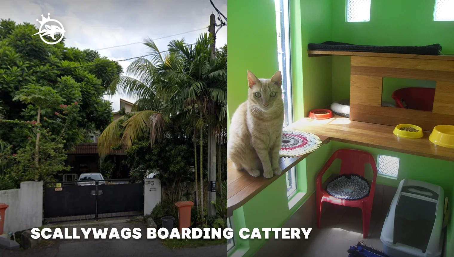 scallywags boarding cattery
